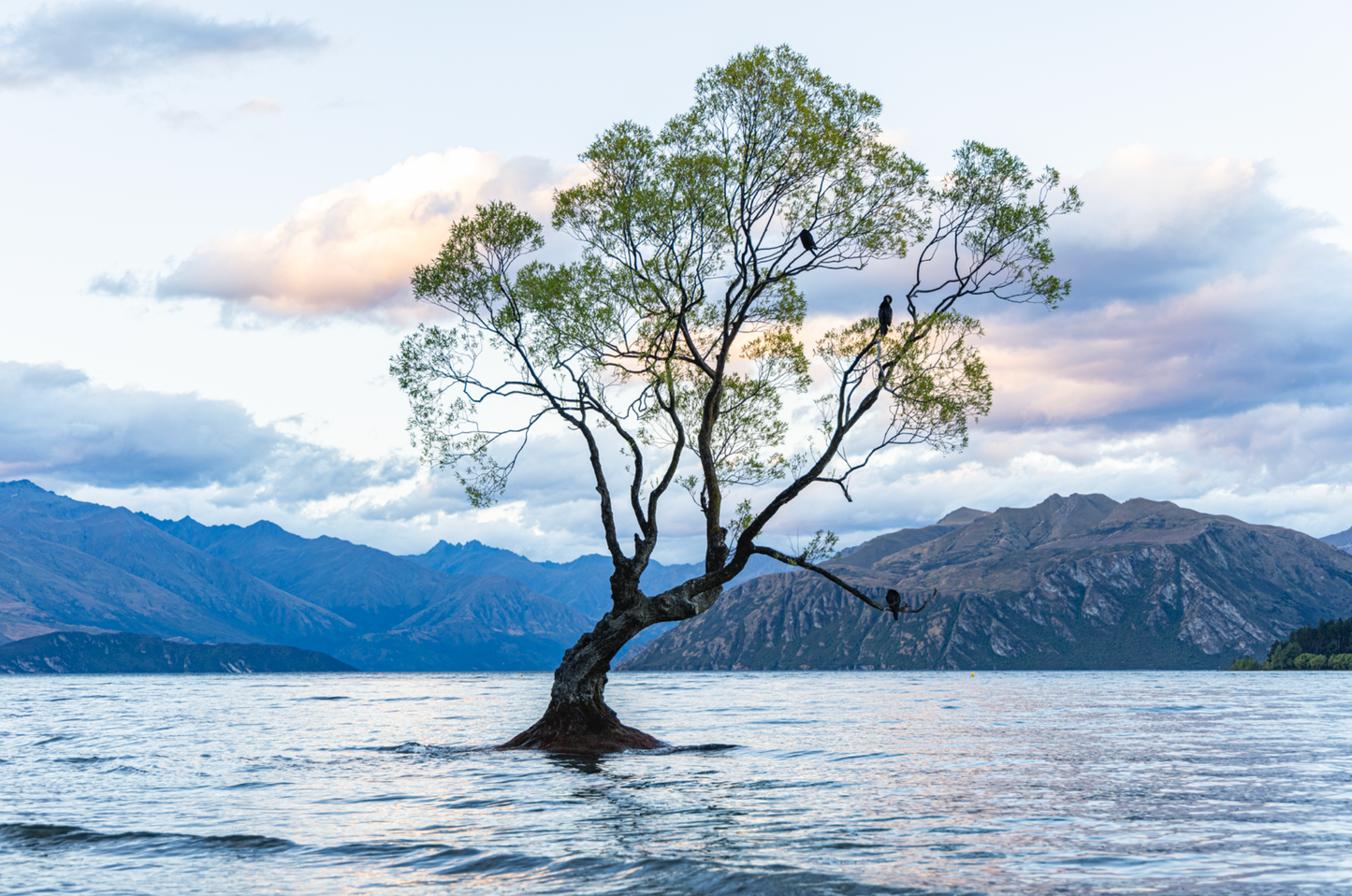That Wanaka Tree