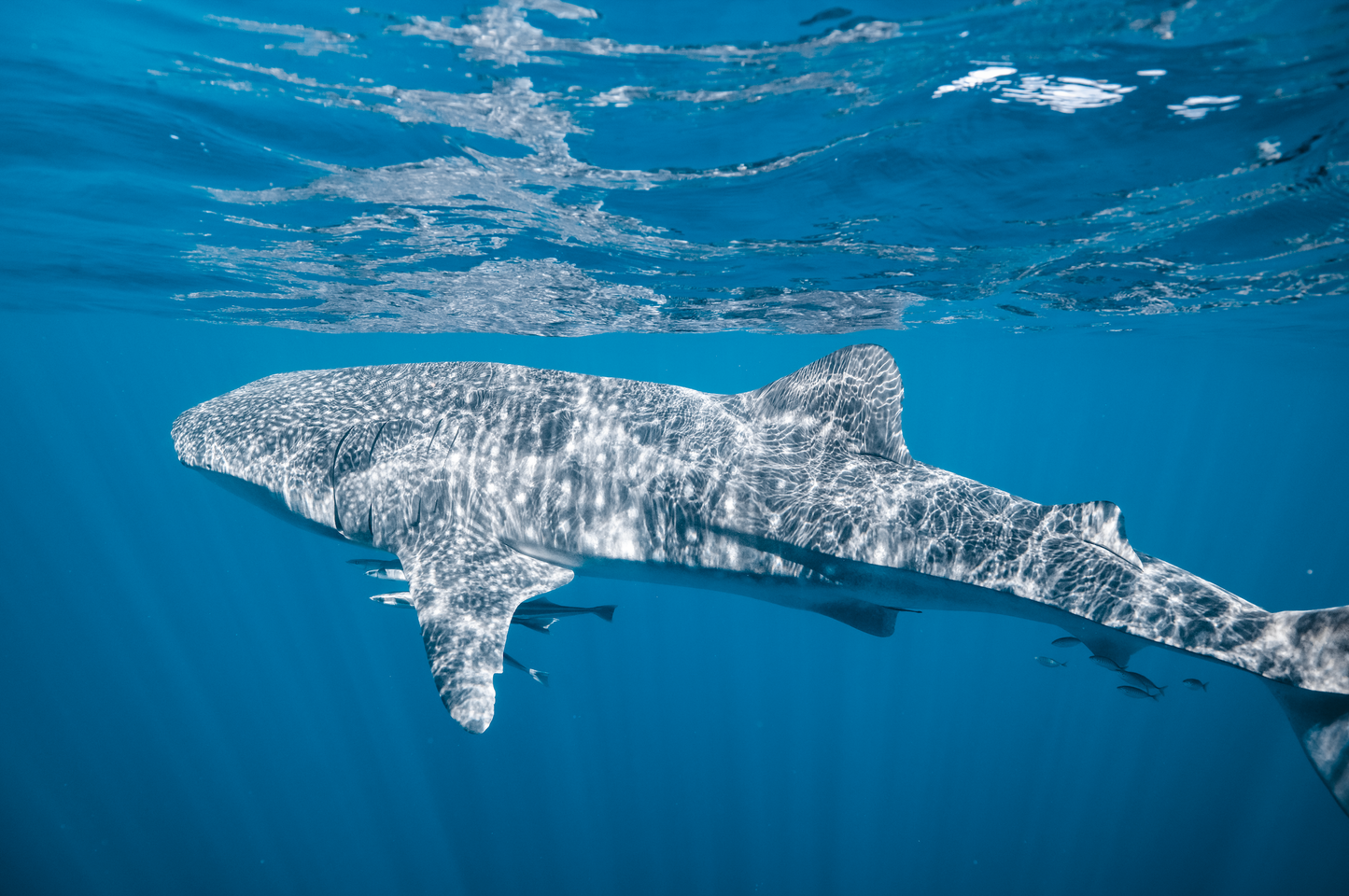 Reaching the Surface