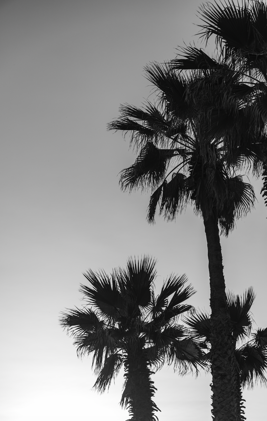 BnW Palms