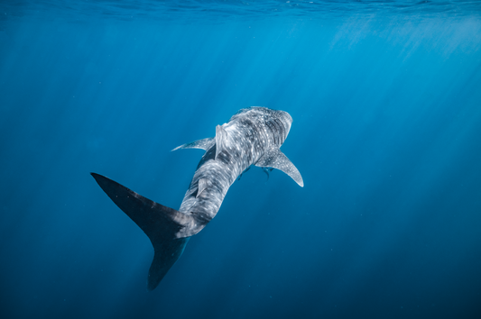 Into the Blue
