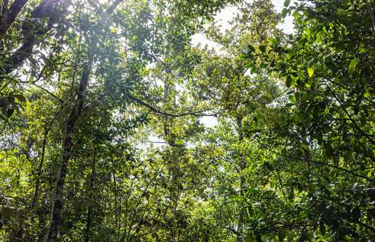 Leaves