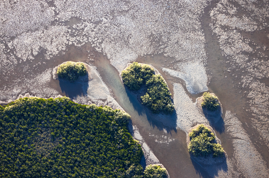 Lush Mangroves