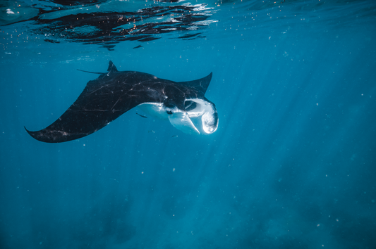 Manta Magic