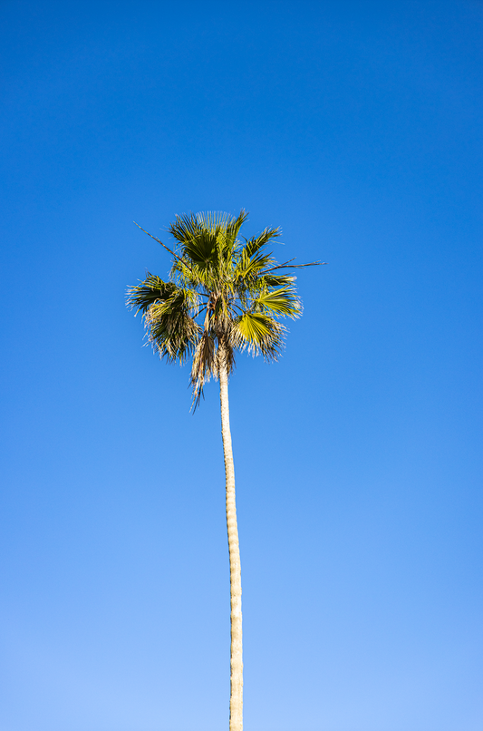 Palms