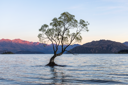 Lone Tree