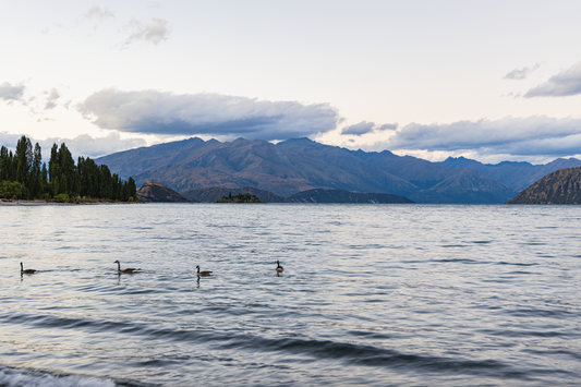 Swift Ducks