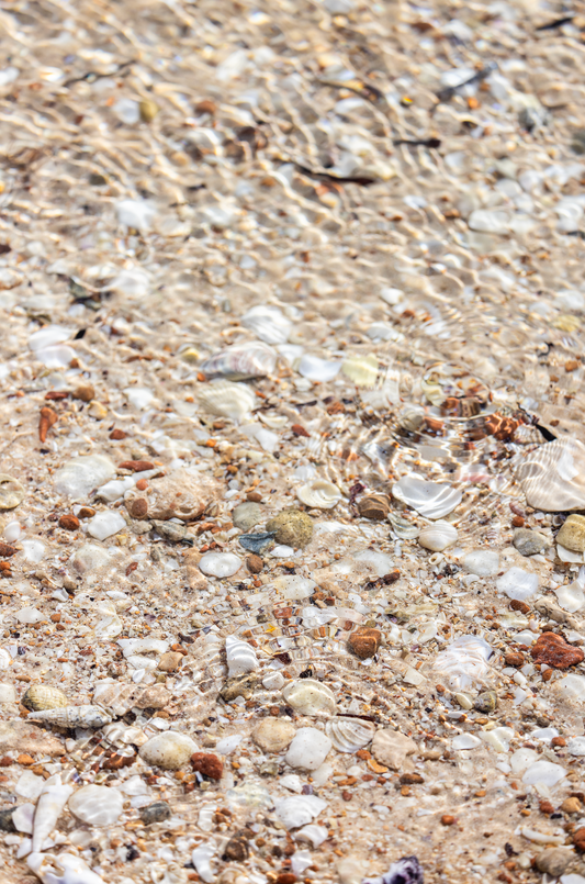 Shells