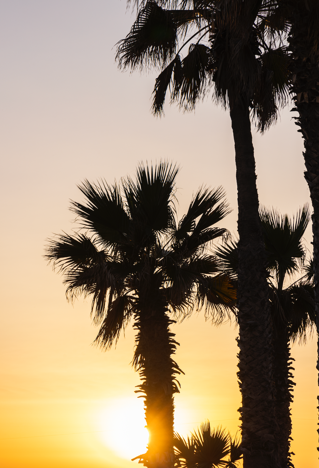 Sunset palm