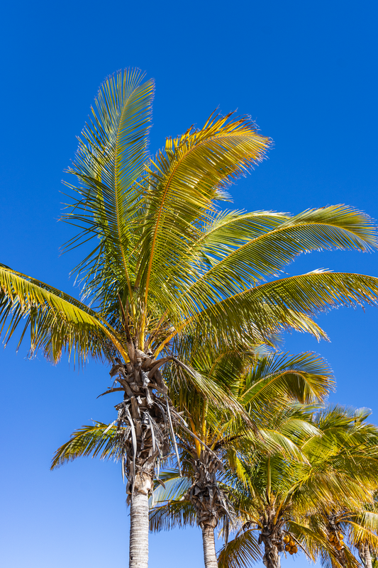 Windy Palms