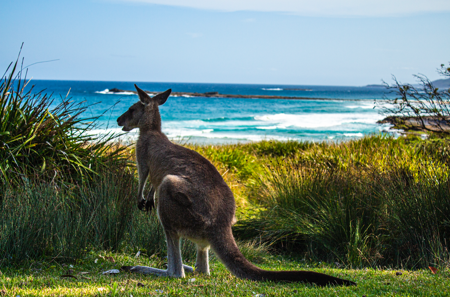 Kangy
